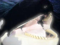 killer whale teeth